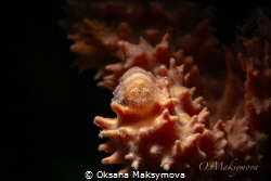 Master of camouflage
Cryptic Sponge Shrimp (Gelastocaris... by Oksana Maksymova 